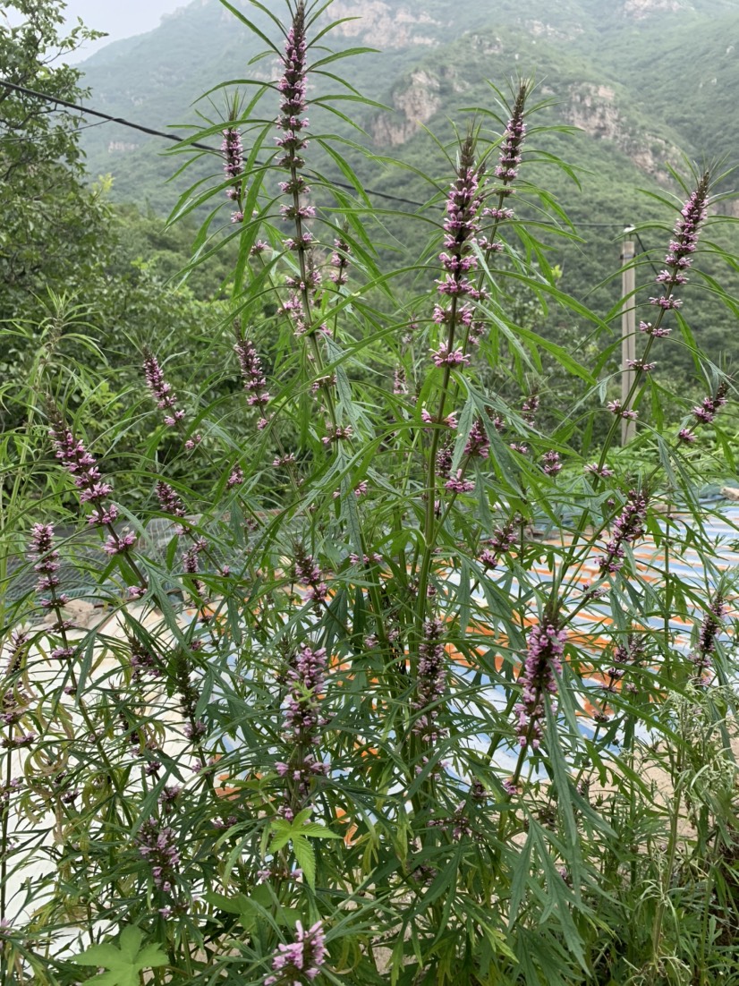 老峪沟深山里自然生长鲜益母草符合药典标准