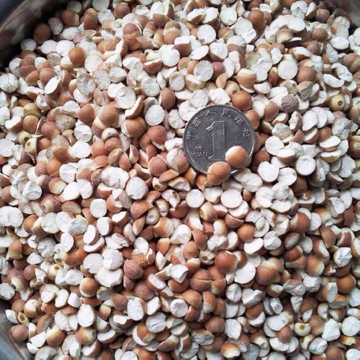广州肇庆芡实 开边芡实
