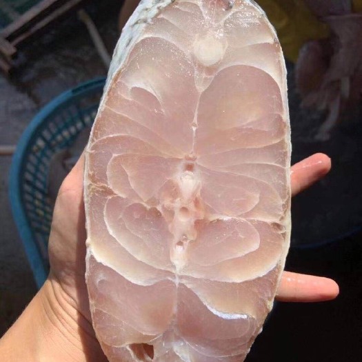 湛江马友鱼天然海鱼海鲜湛江一夜埕马友鱼