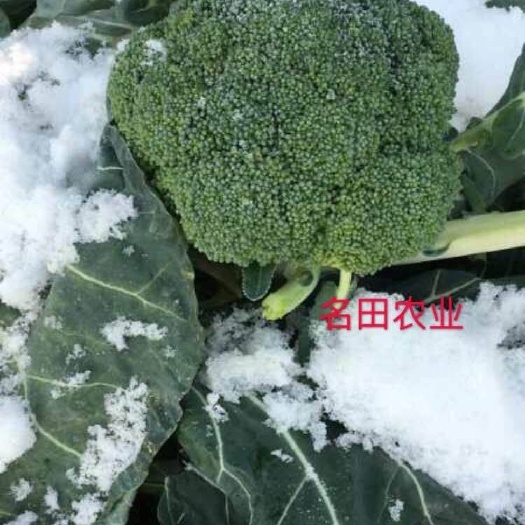 耐热西兰花种，颜色绿，米粒小