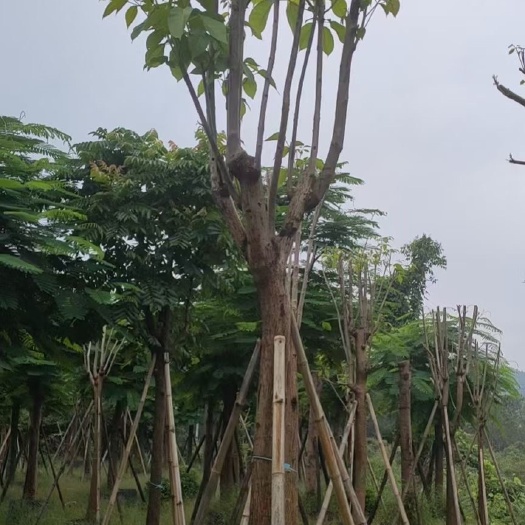 漳州红花风铃木福建风铃木种植基地江苏风铃木批发苗农一手货源