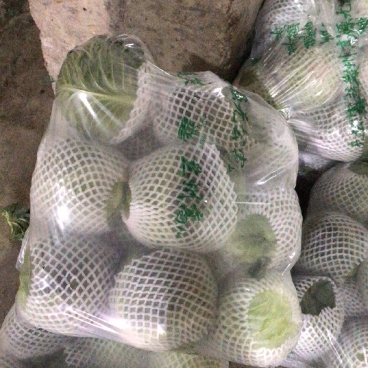 定西甘蓝大量上市，需要的老板联系