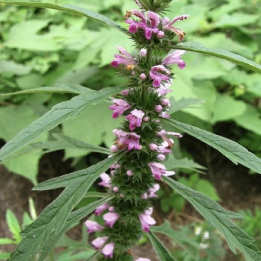 老峪沟深山里自然生长鲜益母草符合药典标准