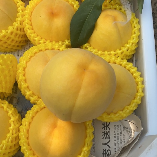晋州市黄金蜜桃