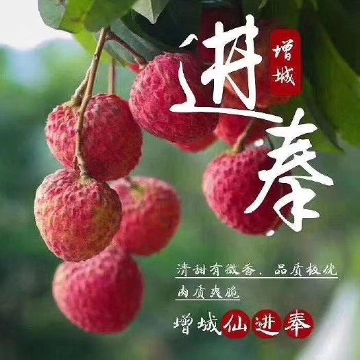 广州正宗增城仙村基岗仙进奉荔枝