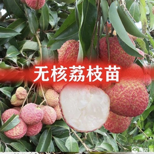 灵山县无核荔枝苗（带土带叶）无核荔枝树苗包邮嫁接南方果树苗地栽