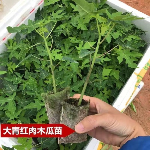 灵山县木瓜苗
