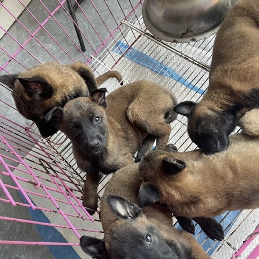 嘉祥县纯种马犬，公母大小都有，价格便宜，可看家护院，做警犬.