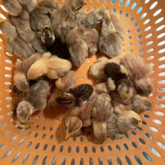 浠水县芦丁蛋 芦丁鸡种蛋，养殖地直供！当天发货，包80以上受精