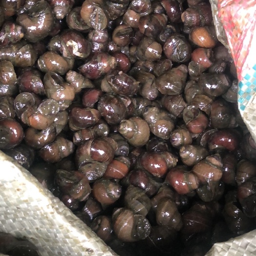 丹东田螺，食用螺，市场螺，常年批发走量！