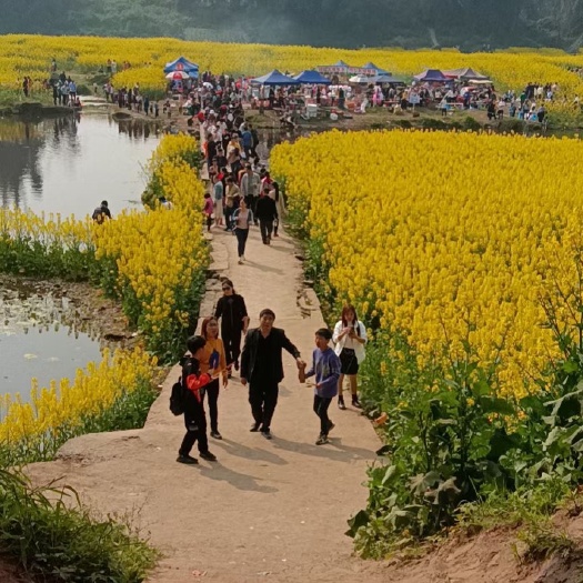 江安县新货，货干，出油3.6左右
