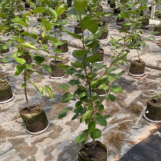 太秋甜柿嫁接苗2年生亚林所甜柿示范基地