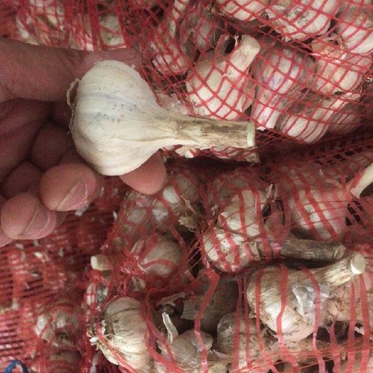 陕西白蒜蒜台蒜薹白蒜苔蒜