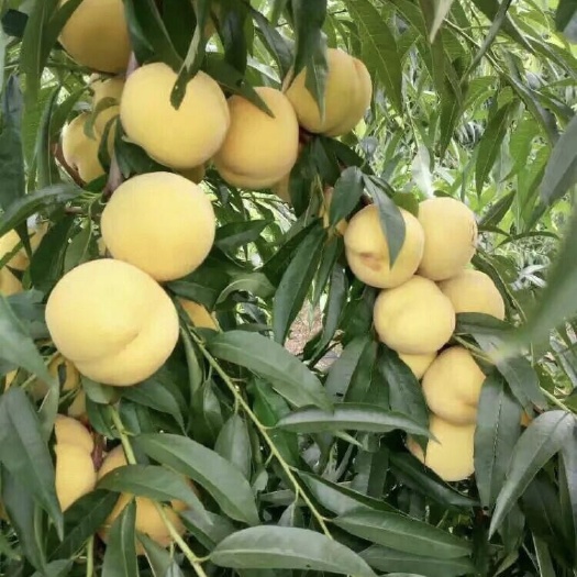 响水县锦绣黄桃