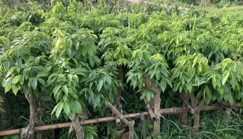 灵山县妃子笑圈枝树苗 高压苗带士泥带叶发货粗！