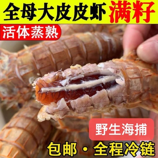 连云港全母带膏皮皮虾鲜活一名虾爬子超特大批发海鲜新鲜蒸熟冻海虾批发