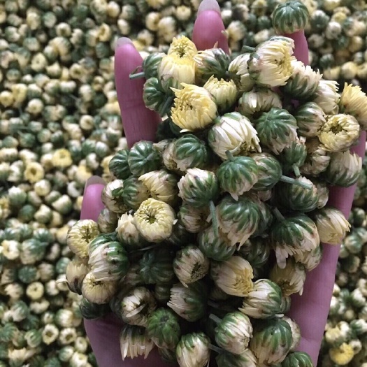 桐乡市菊花茶500g正品桐乡正宗杭白菊花茶胎菊王特级菊花茶贡菊花