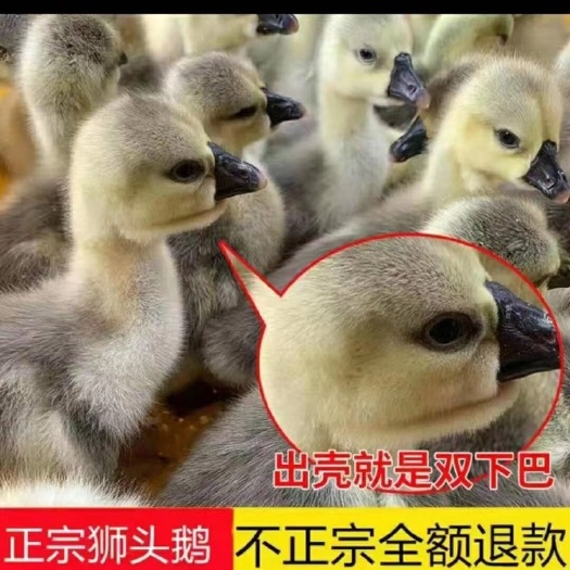 饶平县潮汕正宗狮头鹅