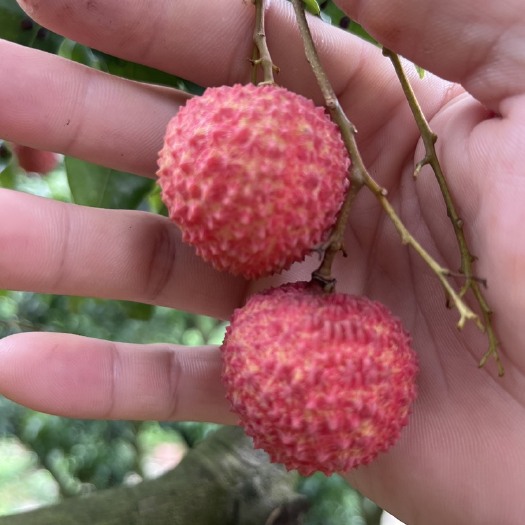 东莞市桂味，糯米糍