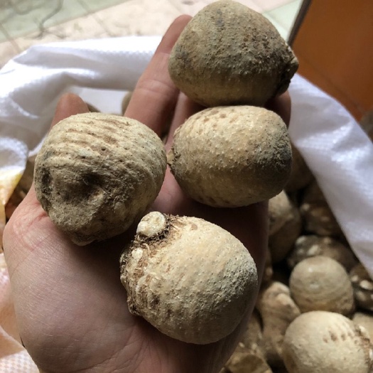 玉林中药材泽泻穿破石500g 云南中草药泡酒料药酒料