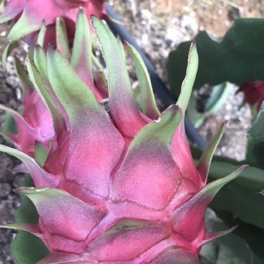 遂溪县红心火龙果