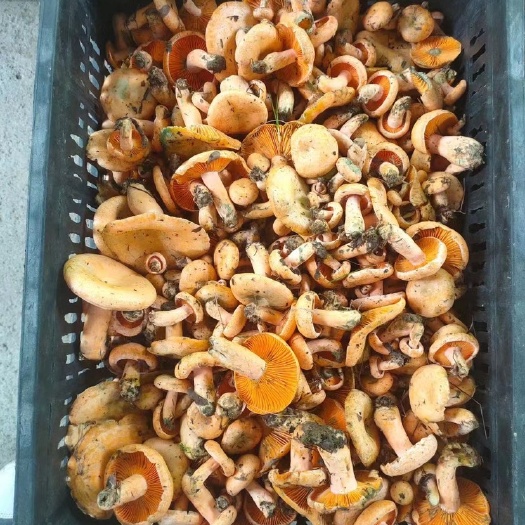 松猫菌野生