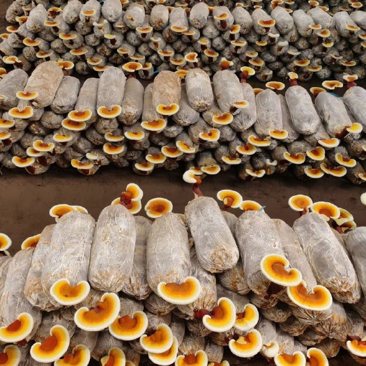冠县灵芝孢子粉