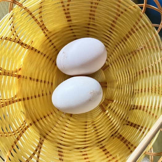 石家庄散养柴鸡 蛋