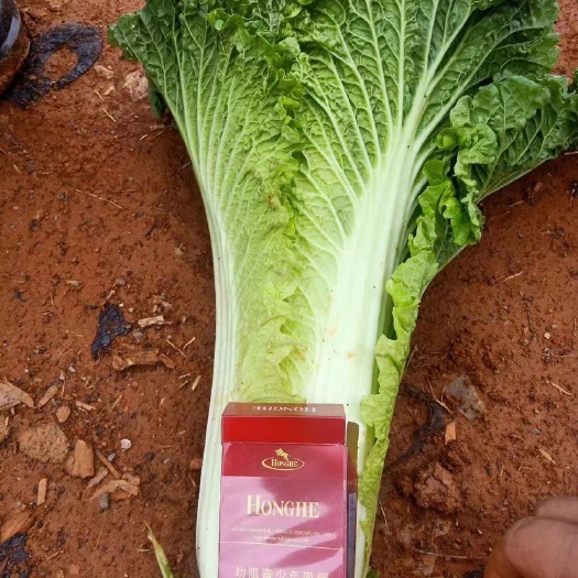 泸西县麻叶菜.秋绿.大量现货.产地一手货源。￼