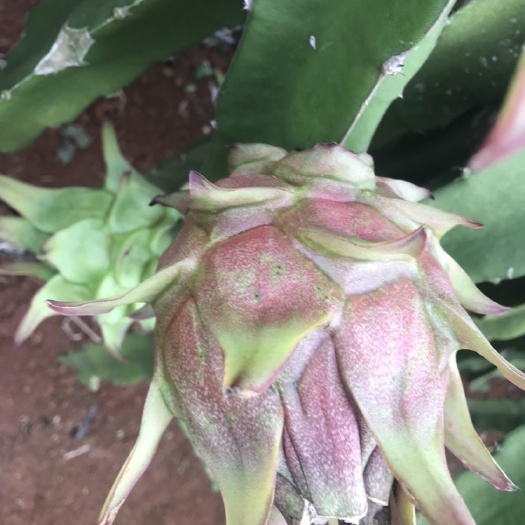遂溪县红心火龙果