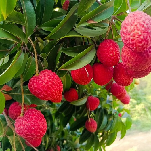 广州增城荔枝，仙进奉大量批发售卖，欢迎订购！！
