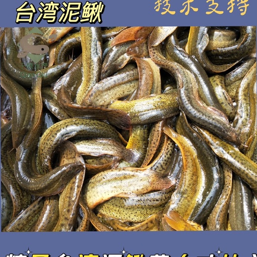 宁津县泥鳅苗（寸片）山东发货