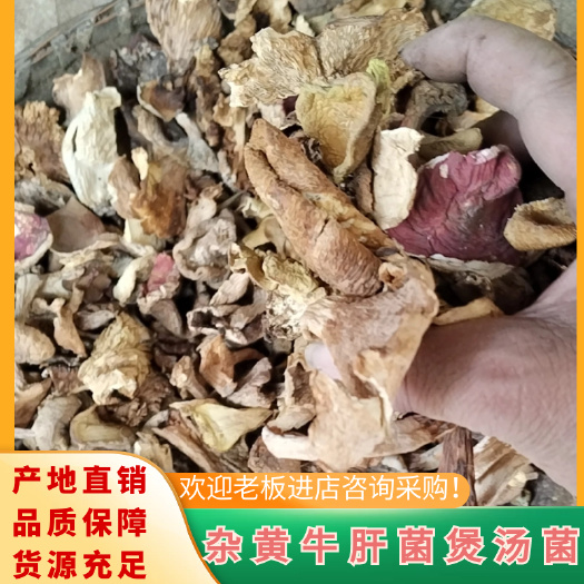 杂牛肝菌，煲汤菌之一