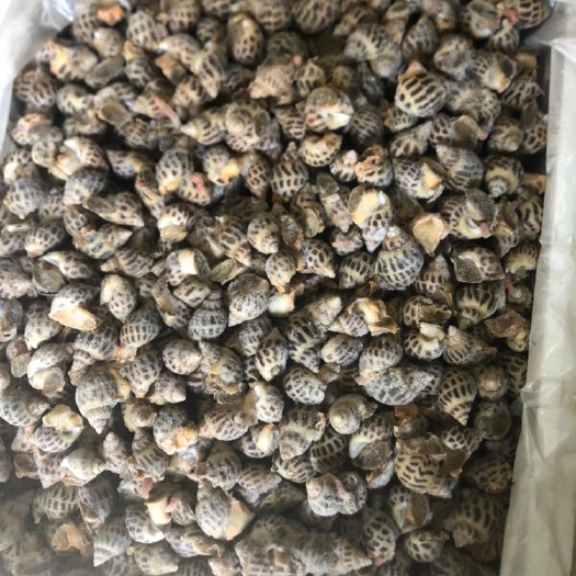 东兴市方斑东风花螺