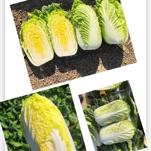丰宁县精品娃娃菜，自家种的大量上市
