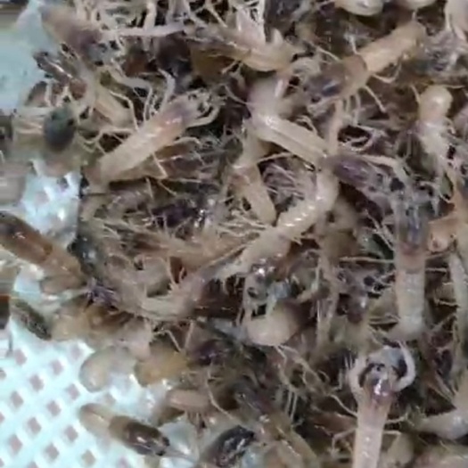 澳洲龙虾苗，澳洲淡水龙虾苗，小龙虾苗