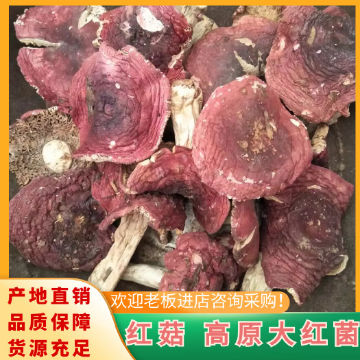 禄劝县云南高原大红菌，开伞和半开伞，很实惠的一种大红菌