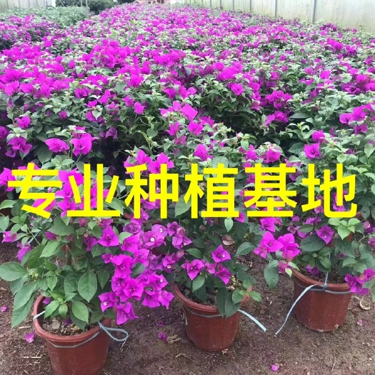 漳州紫花云南紫三角梅盆栽批发 红花三角梅30-40高 造型三角梅