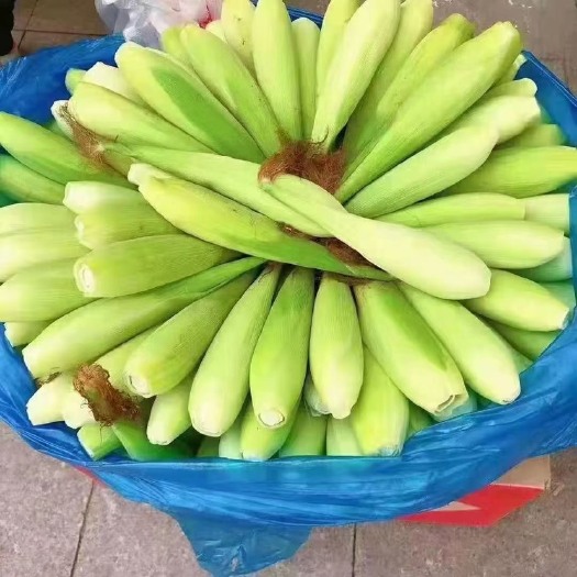 常熟市黄金小玉米