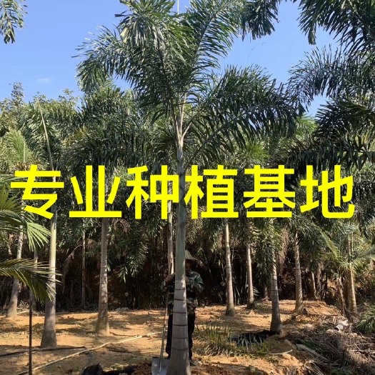 漳州福建狐尾椰子批发 狐尾椰子报价 狐尾椰子树供应 狐尾椰子基地