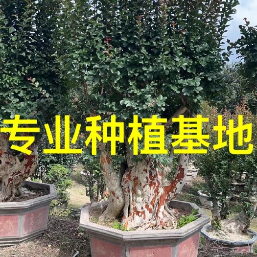 漳州福建紫薇桩批发 造型紫薇桩景价格 紫薇古桩 浙江紫薇树桩
