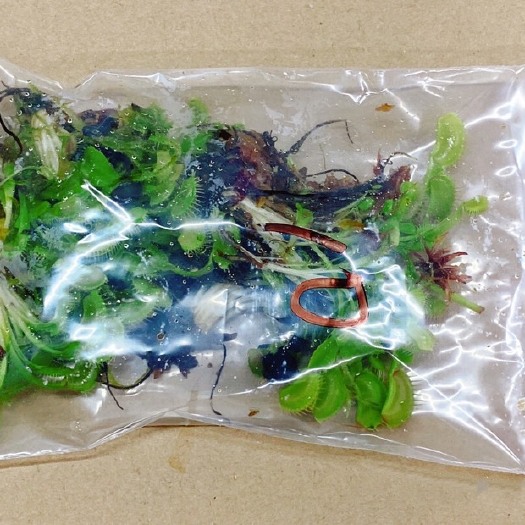 青田县捕蝇草种苗 10棵一包裸根发货盆土自备新手慎买 出售的是裸苗