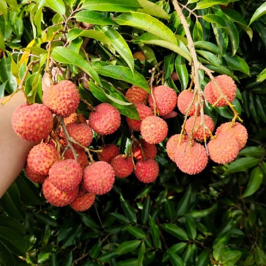 灵山县广西桂味荔枝大量上市