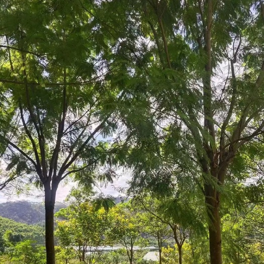 蓝花楹重庆蓝花楹种植基地漳州蓝花楹苗农直销低价批发一手货源