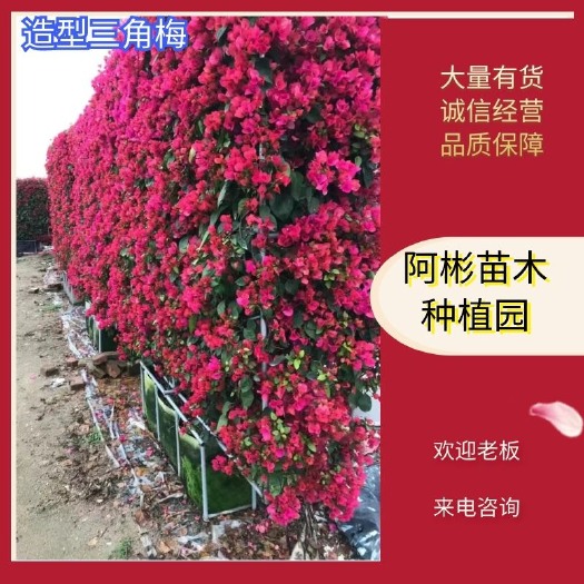 漳州造型三角梅