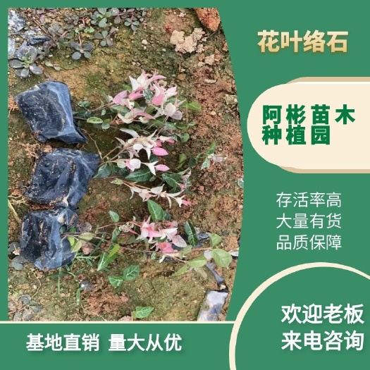 漳州花叶络石