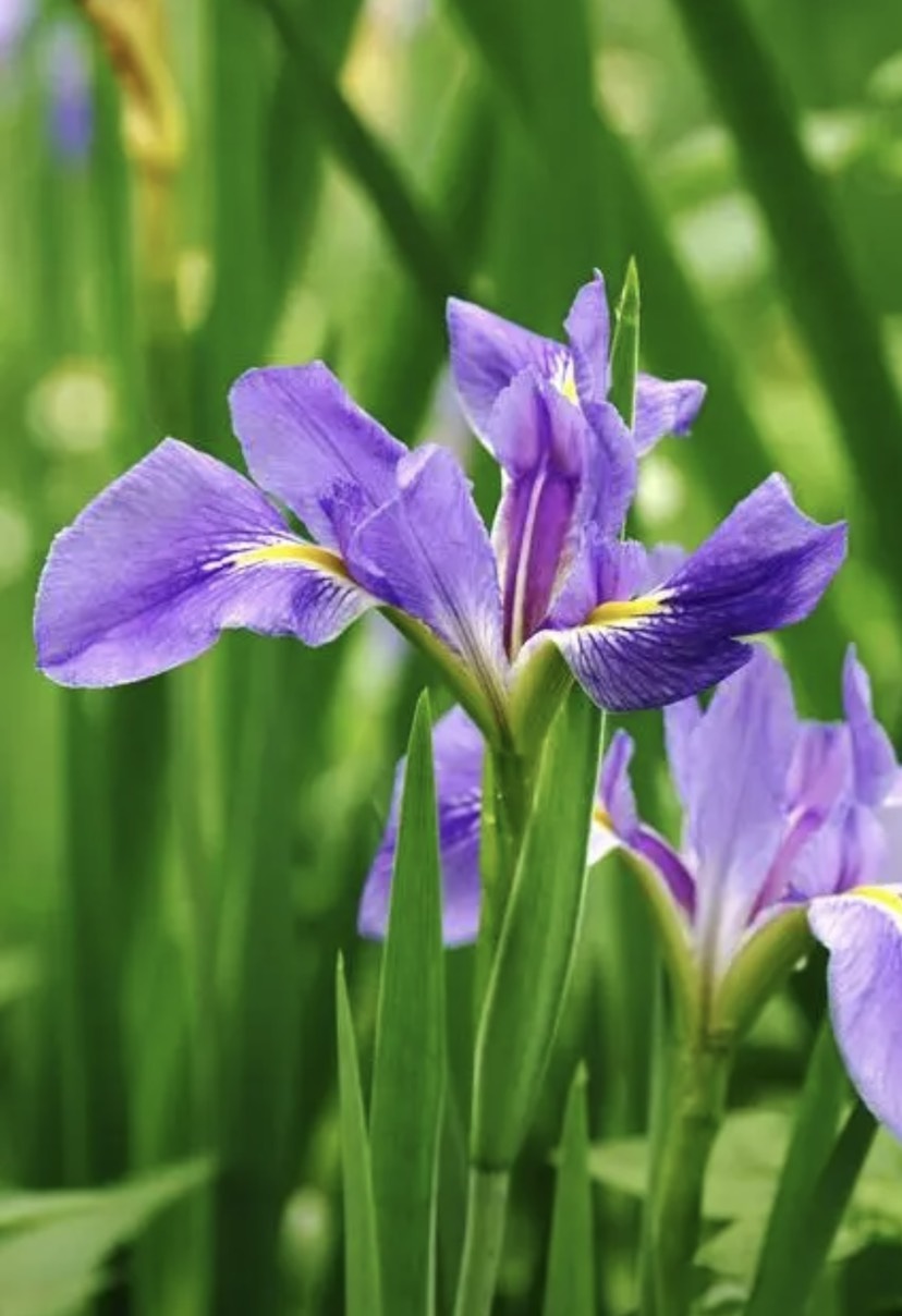 菏泽马莲种子
