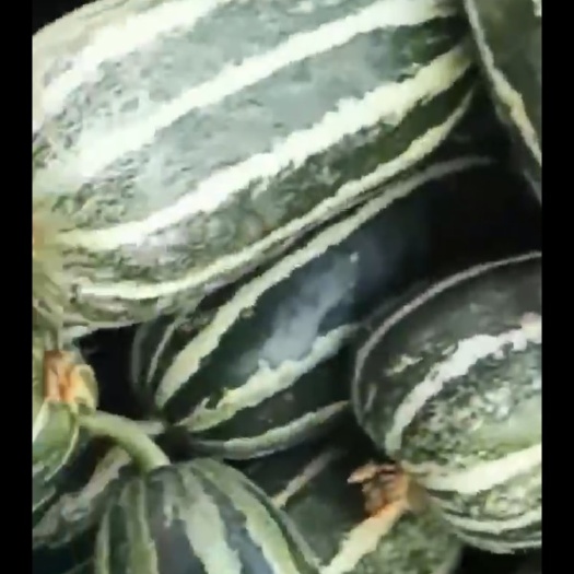 宁波慈溪花菜瓜甜瓜脆博洋9号