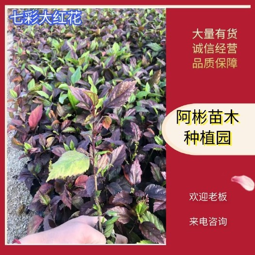 漳州七彩大红花
