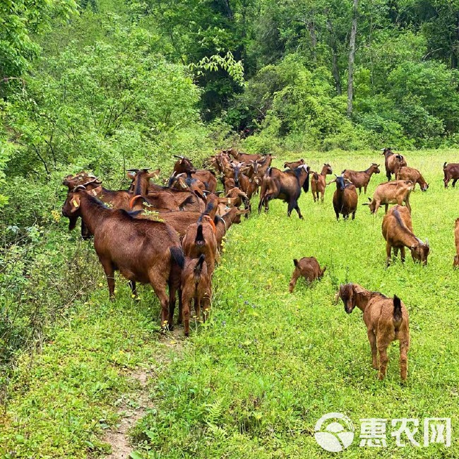 南江黄  羊纯种怀孕母羊种公羊山羊活羊活体小羊羔养殖